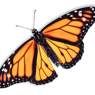 Daya profile picture